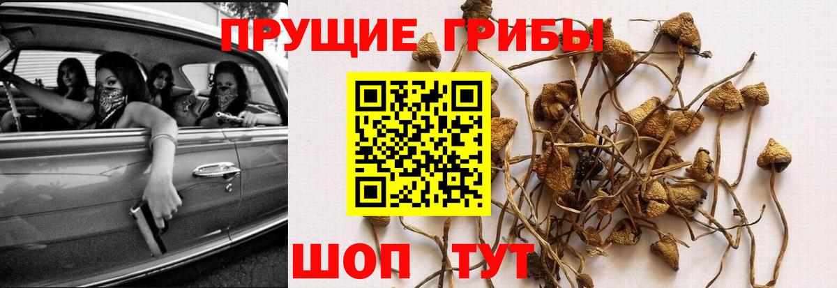 сколько стоит  Вход с VPN  Первоуральск  Псилоцибиновые грибы Cubensis 